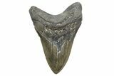 Serrated, Fossil Megalodon Tooth - North Carolina #345667-1